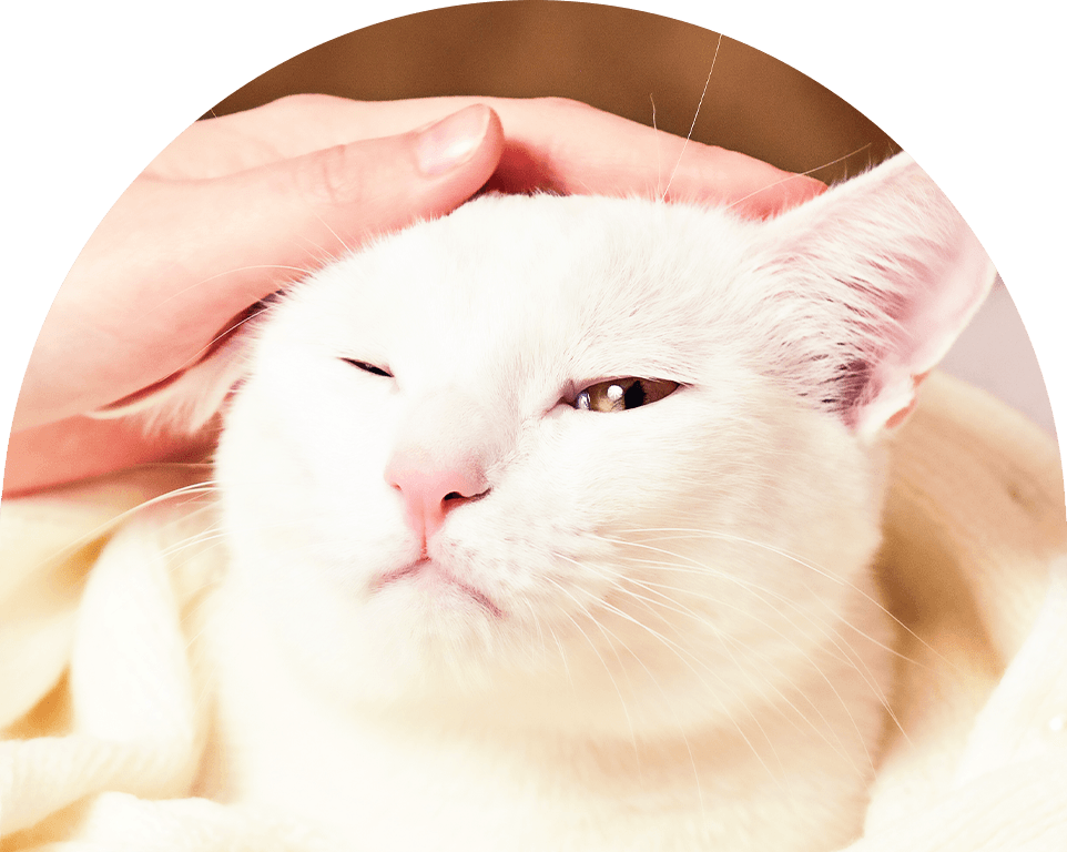 woman's hand petting white cat