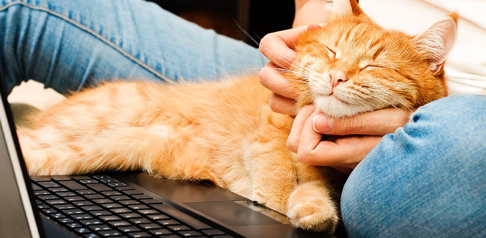 woman and cute ginger cat with laptop