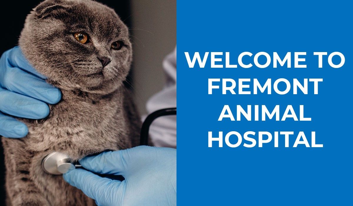 welcome-to-fremont-animal-hospital