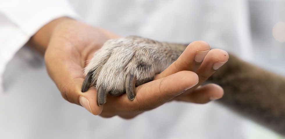 vet examines corgi dog&#039;s ears with otosocope
