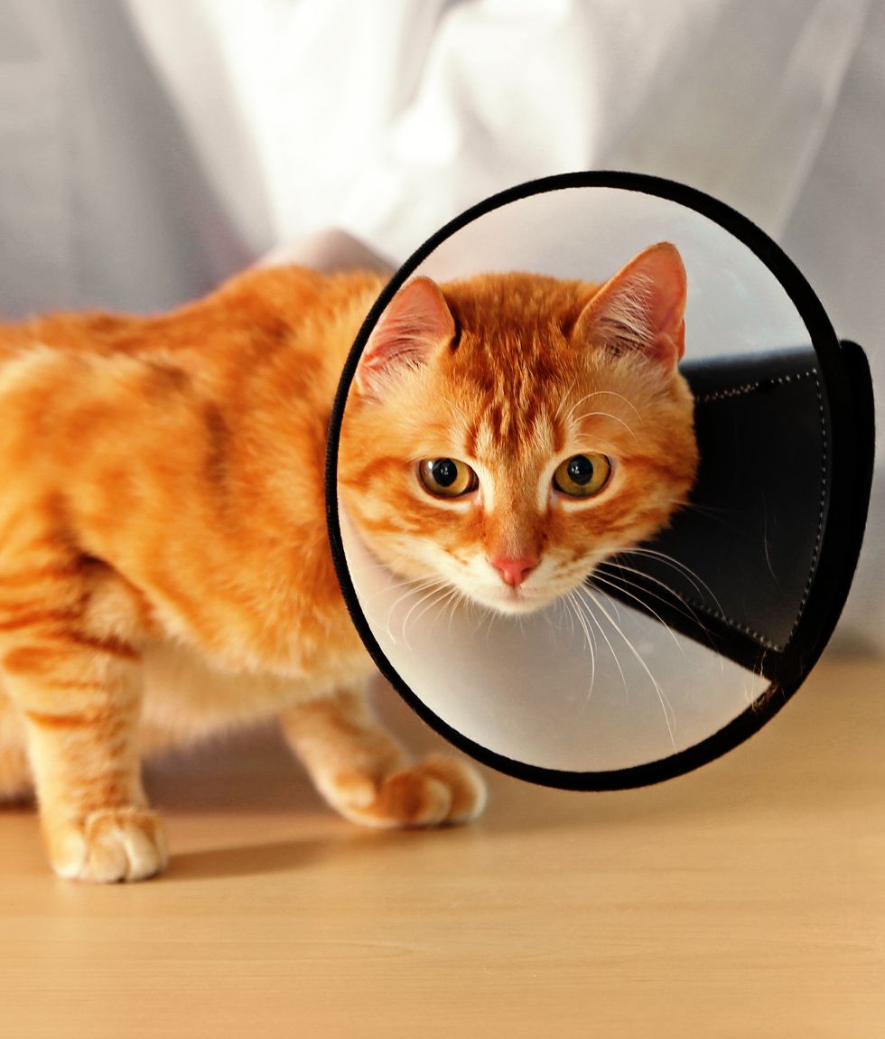 orange striped cat with a cone on its neck