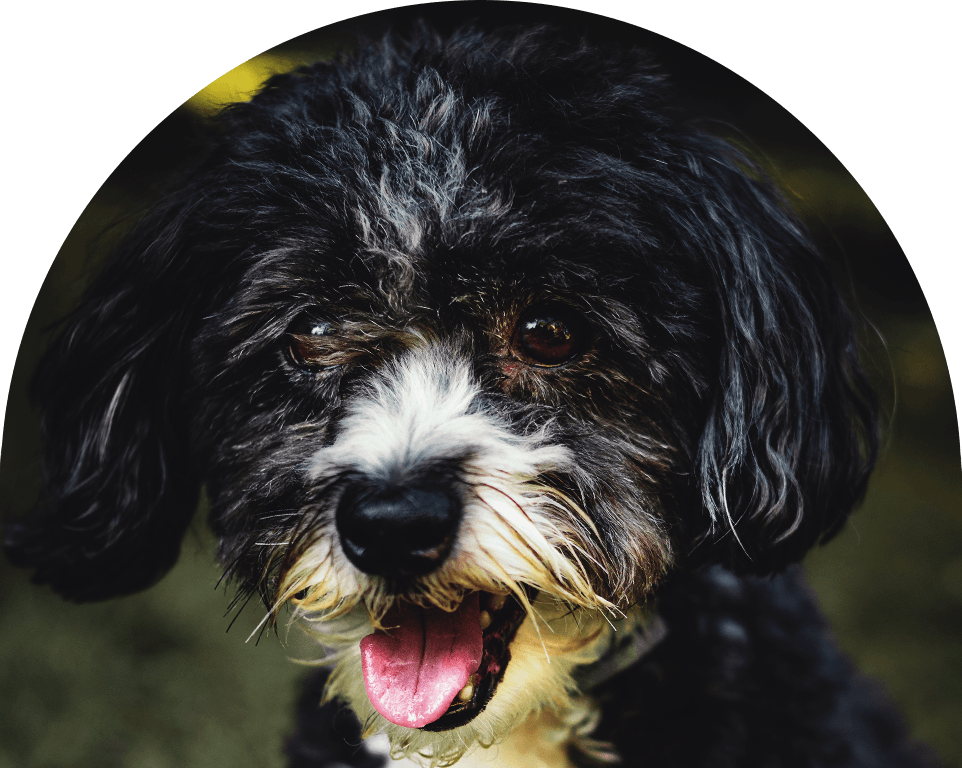 smiling small furry dog with blurry background