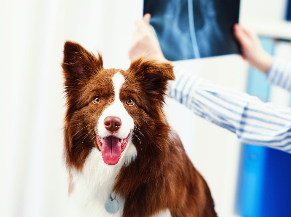 Happy brown and white dog with a distinctive face marking, panting with X-ray in the background.