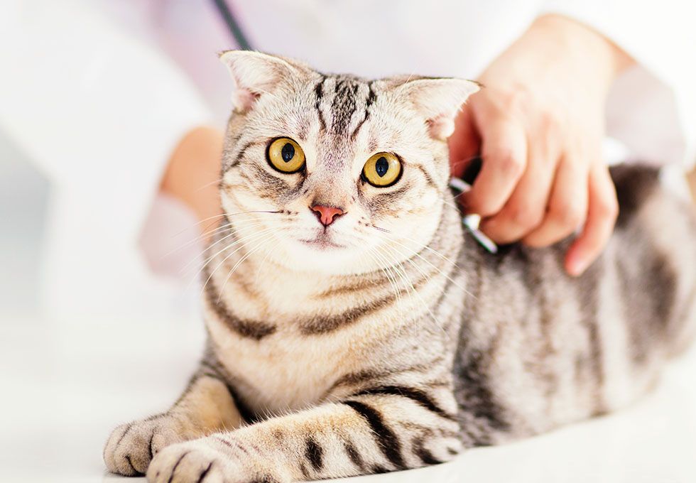 A striped cat with yellow eyes being petted by a person.