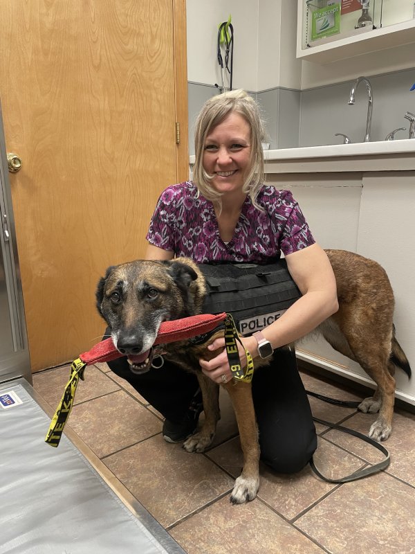 A woman in a vest kneeling next to a police dog gripping a red leash.