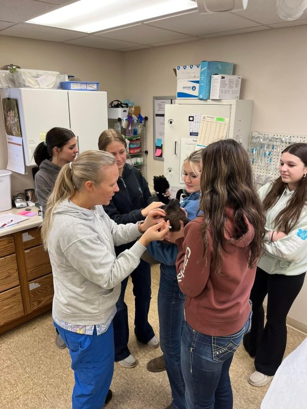 A group of women examining a small black animal in a veterinary clinic.