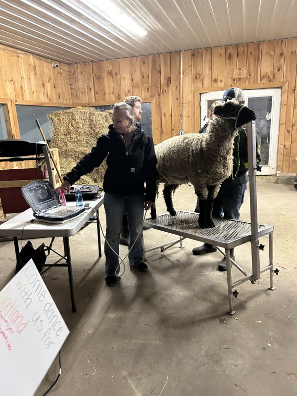 People in a barn with a sheep on a table near a laptop.