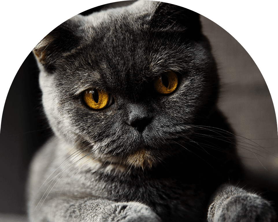 Close-up of a grey British Shorthair cat with striking yellow eyes.