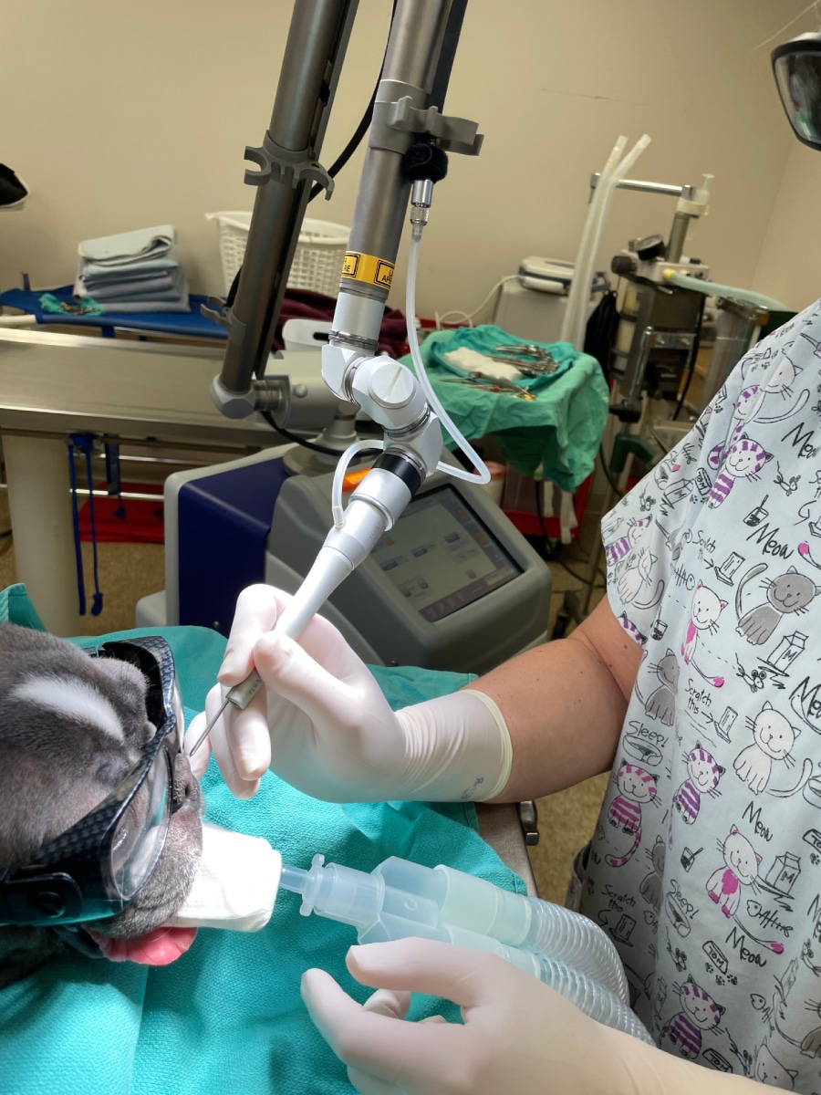 Veterinarian using a dental tool on a sedated dog wearing an anesthesia mask.