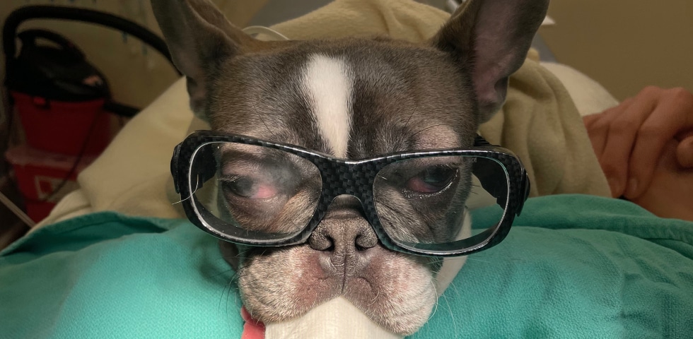 A French Bulldog wearing oversized black glasses and resting on a pillow.