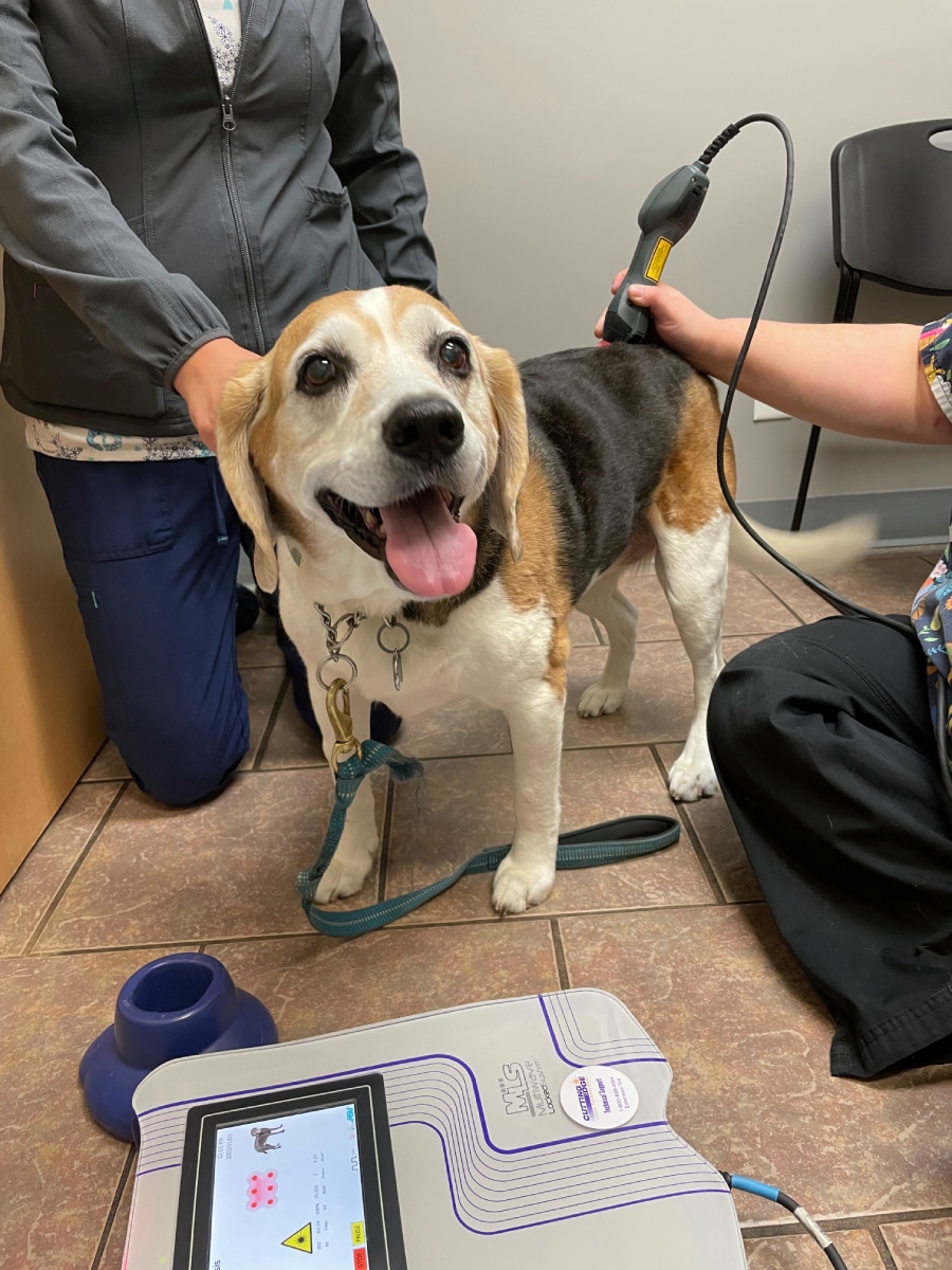 A happy beagle at a vet clinic being examined with a medical device by two professionals.