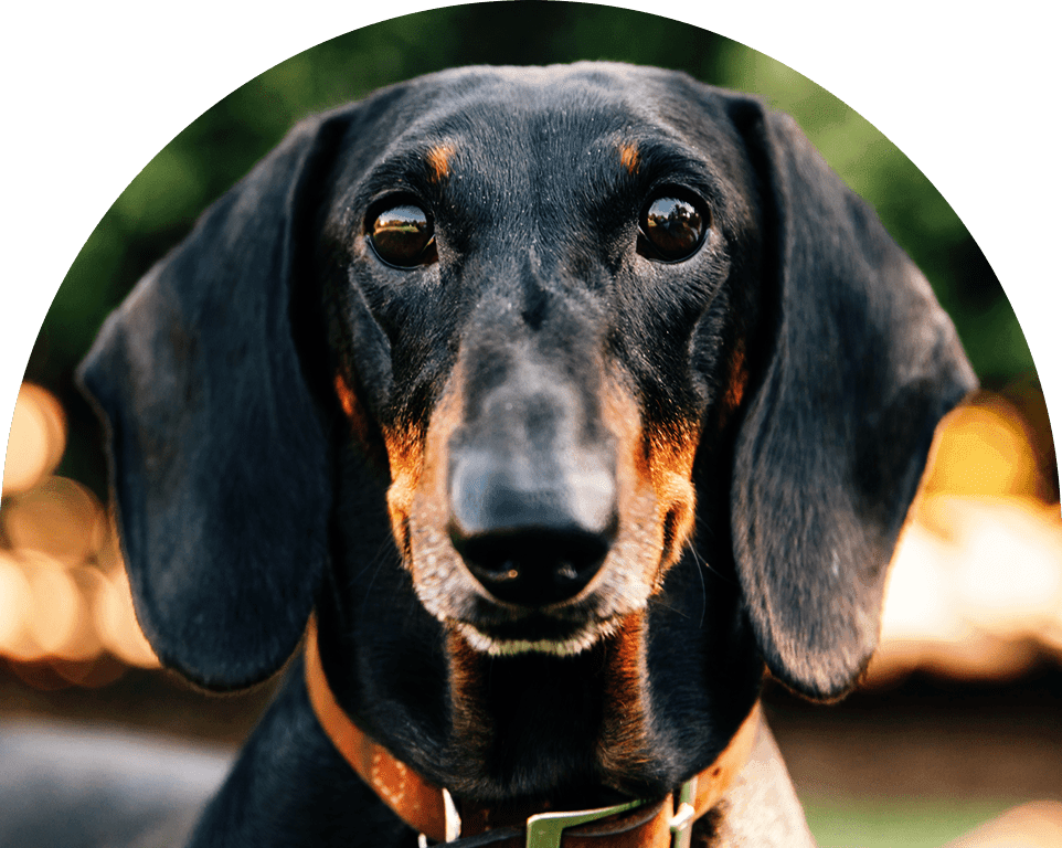 Close-up of a black dachshund with a glossy coat and earnest eyes.