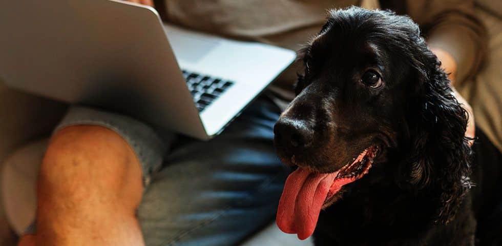 Black dog sitting next to a person using a laptop on a couch.