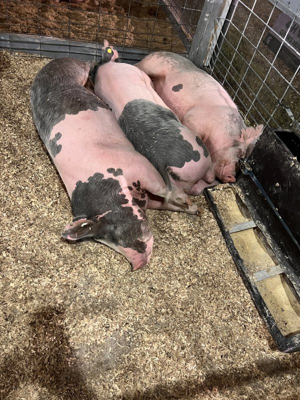 Three pigs lying together on straw bedding inside a pen.