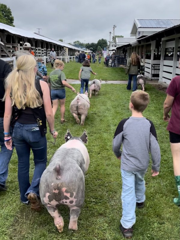 People and pigs walking at a country fair.