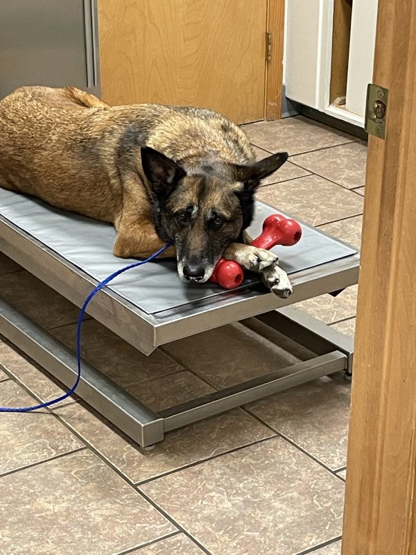 German Shepherd lying on a metal table with a chew toy, looking tired.