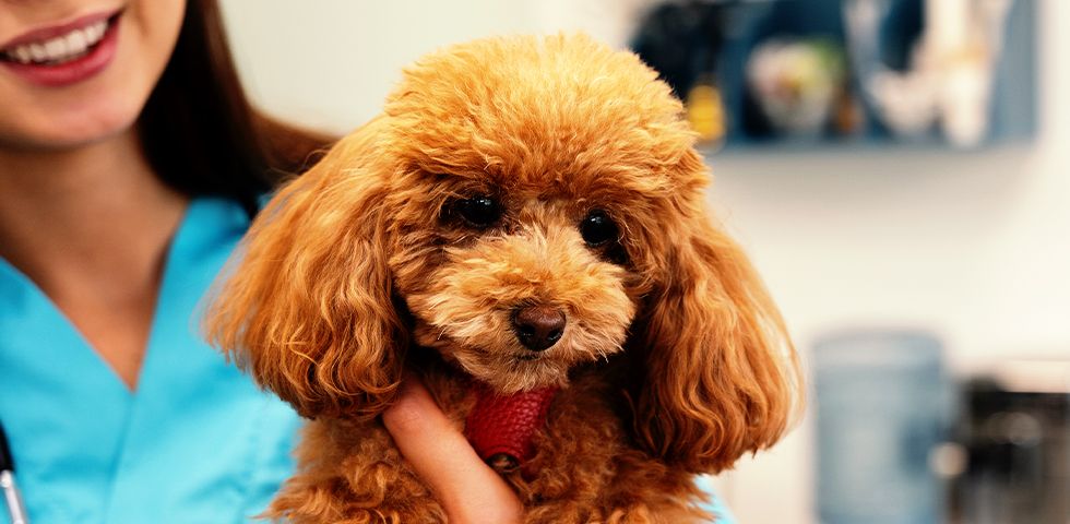 Veterinarian holding a small brown poodle in a clinic.
