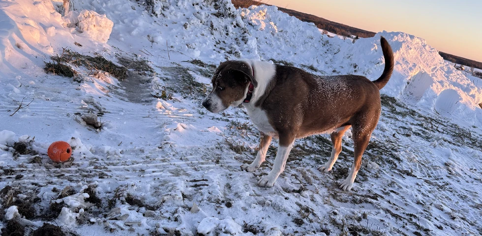 Dog standing near a ball on a snowy path at sunset.