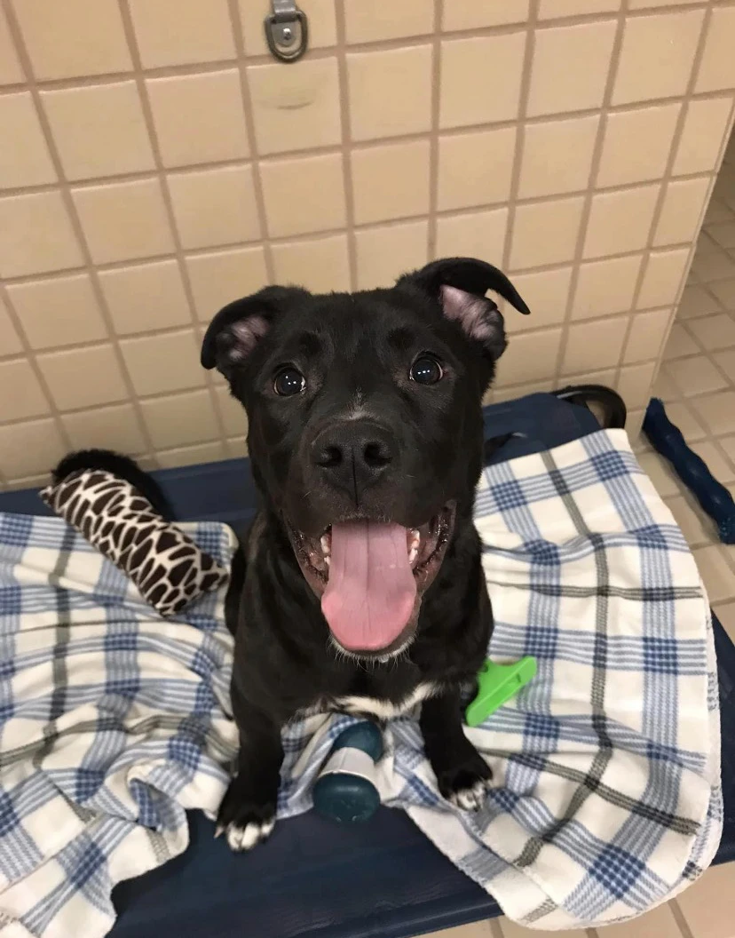 A happy black puppy sitting on a blue checkered blanket with toys around.