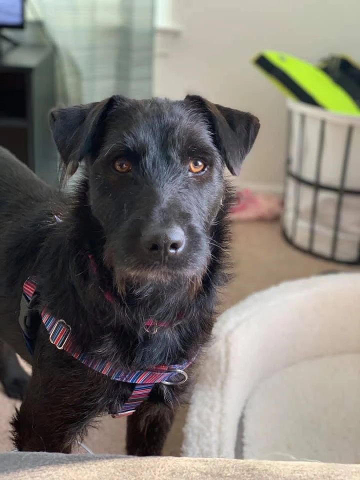 Close-up of a black dog with a striped collar, looking directly at the camera.