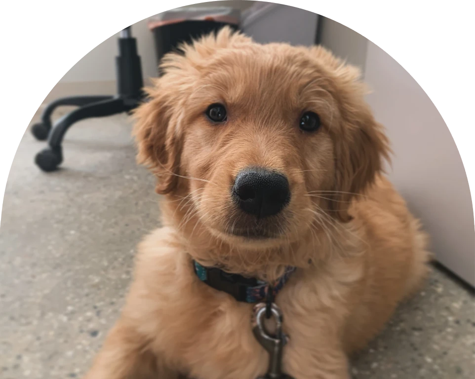 Golden retriever puppy looking at the camera with a curious expression.