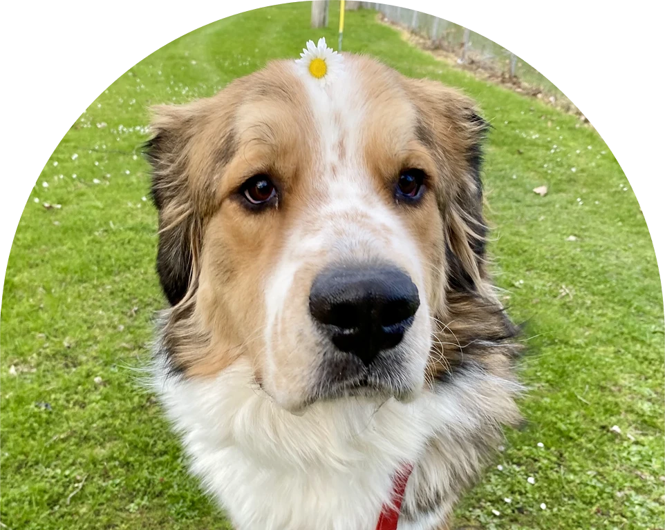 Close-up of a brown and white dog with a daisy on its head, looking at the camera.