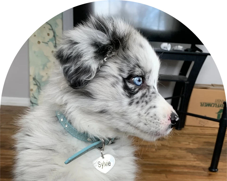 Australian Shepherd puppy with striking blue eyes and a patterned coat.