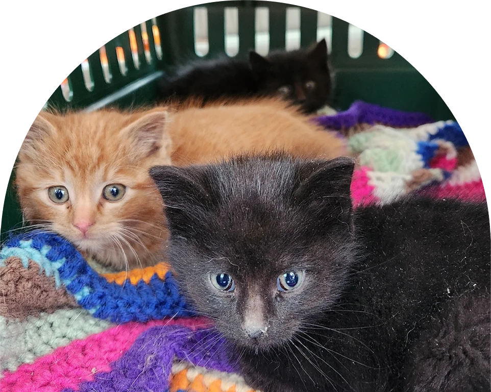Three kittens—orange, black, and gray—in a colorful blanket.