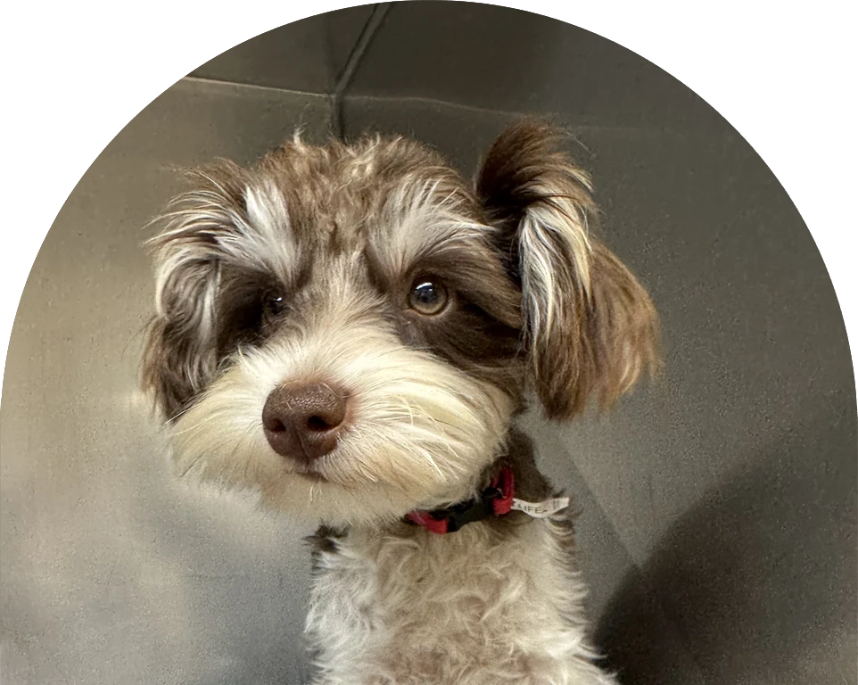 A small brown and white dog with floppy ears and soulful eyes.
