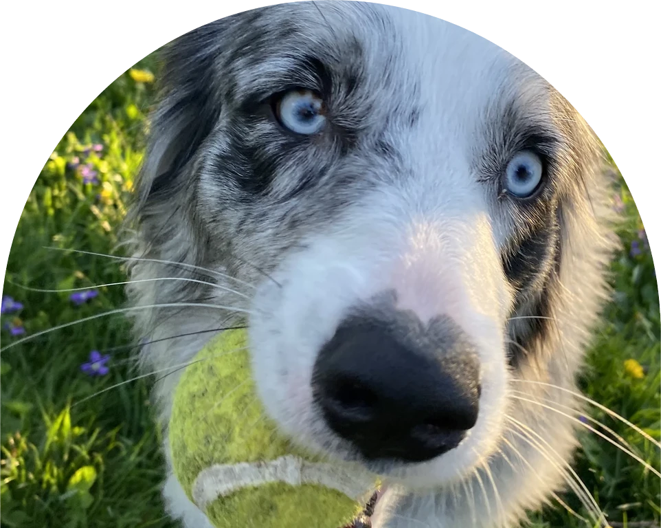 Close-up of a gray and white dog holding a tennis ball, with striking blue eyes.