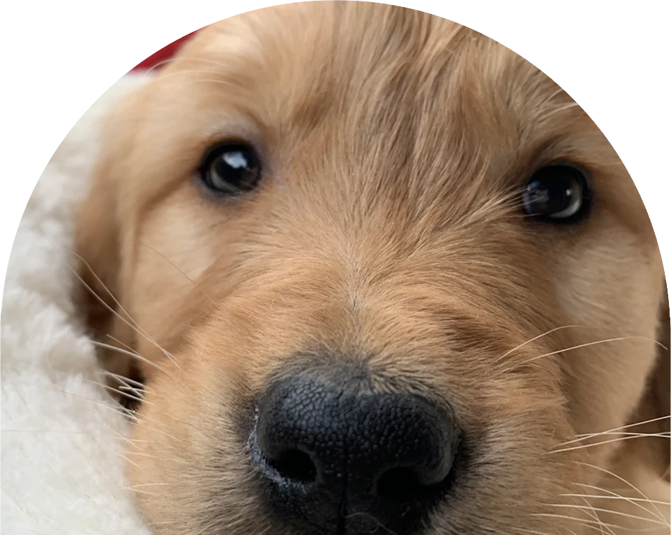 Close-up of a golden retriever puppy's face with a soft, fuzzy texture.