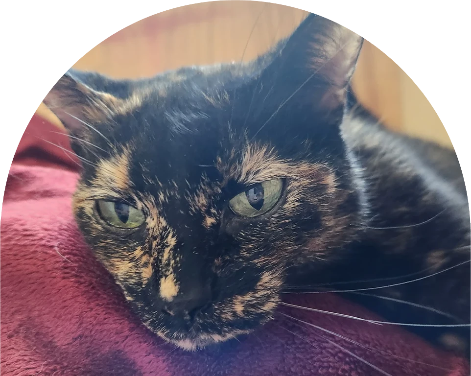 Close-up of a tortoiseshell cat with green eyes resting on a burgundy fabric.