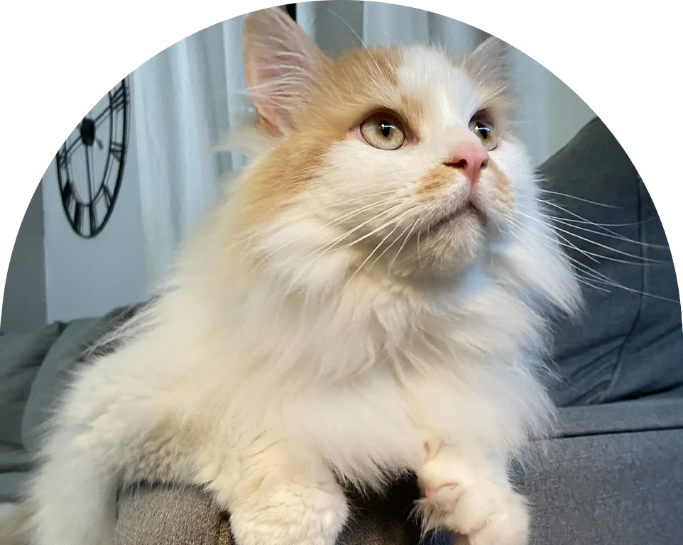 Fluffy white and orange cat gazing upward.