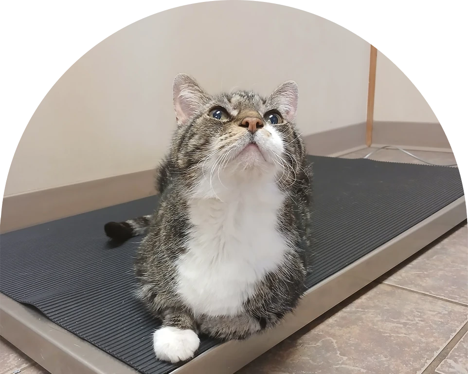 Tabby and white cat sitting on a mat, looking upward.