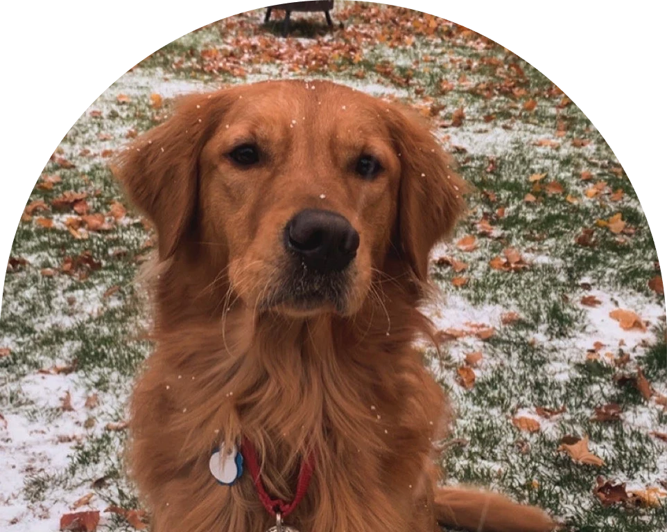 Golden Retriever in snowy grass scattered with autumn leaves.
