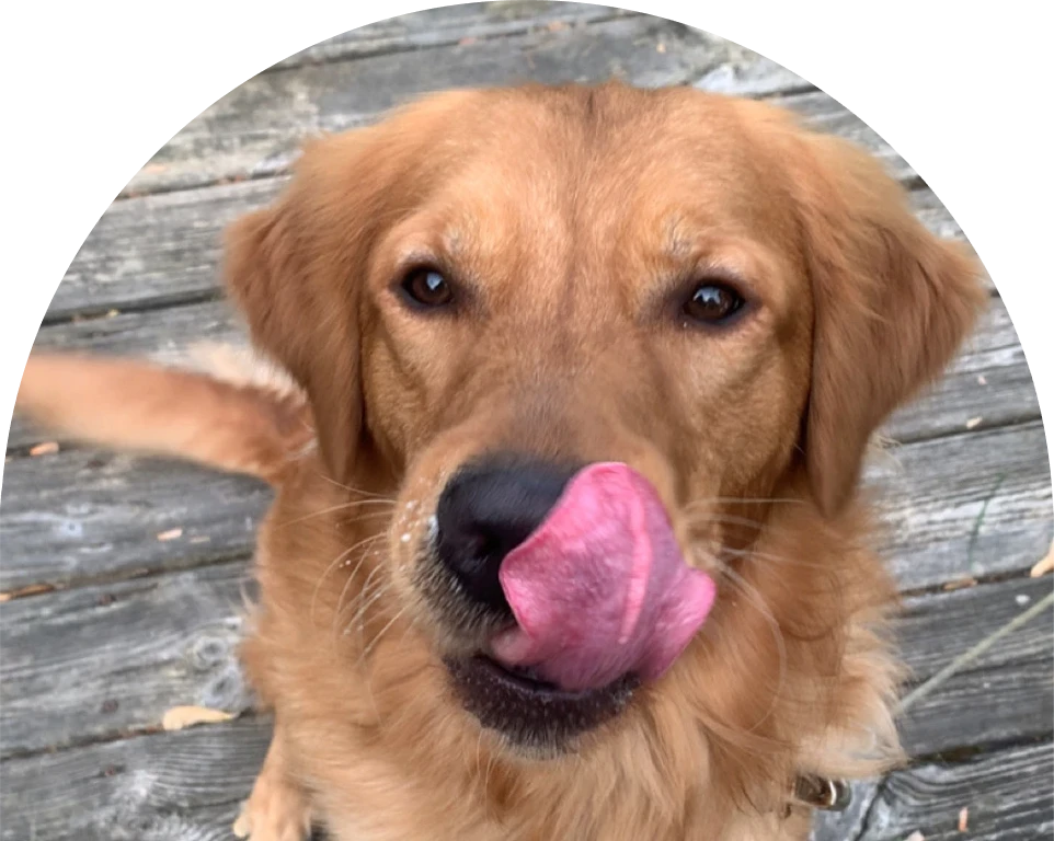 Golden Retriever licking its nose on a wooden surface.