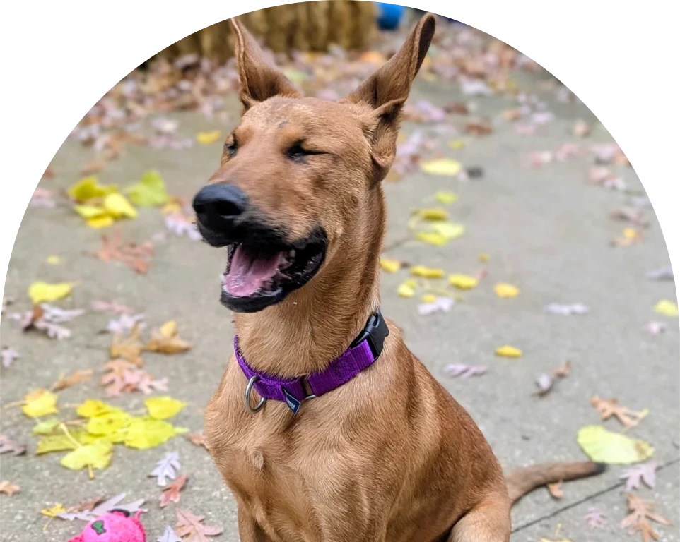 Brown dog with closed eyes and a purple collar sits among scattered autumn leaves.