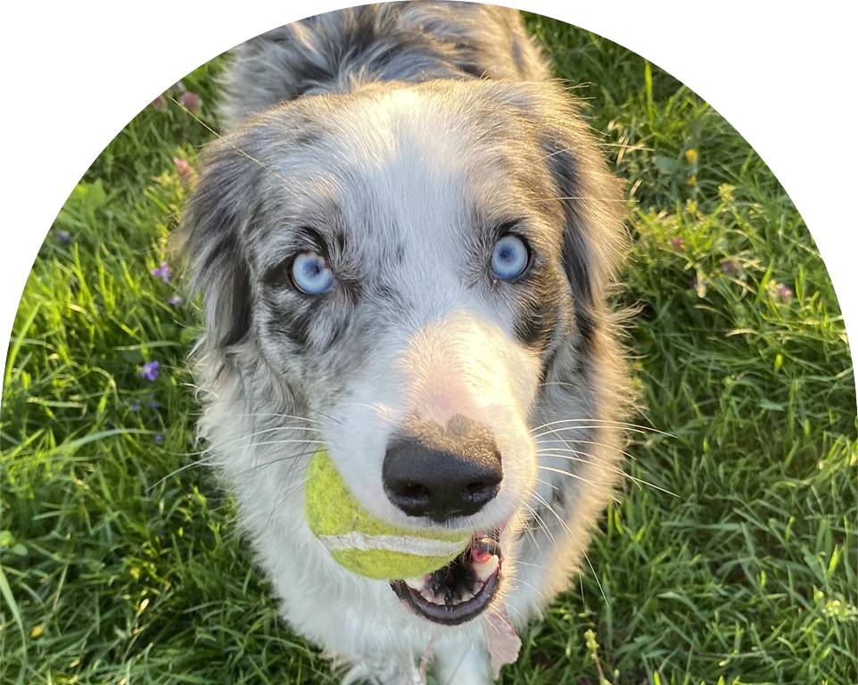 Blue merle Australian Shepherd with a tennis ball in its mouth, standing in grass.