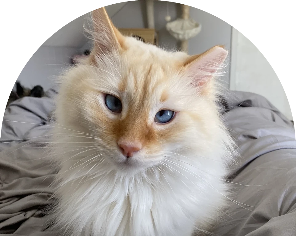 Close-up of a fluffy white and cream cat with striking blue eyes.