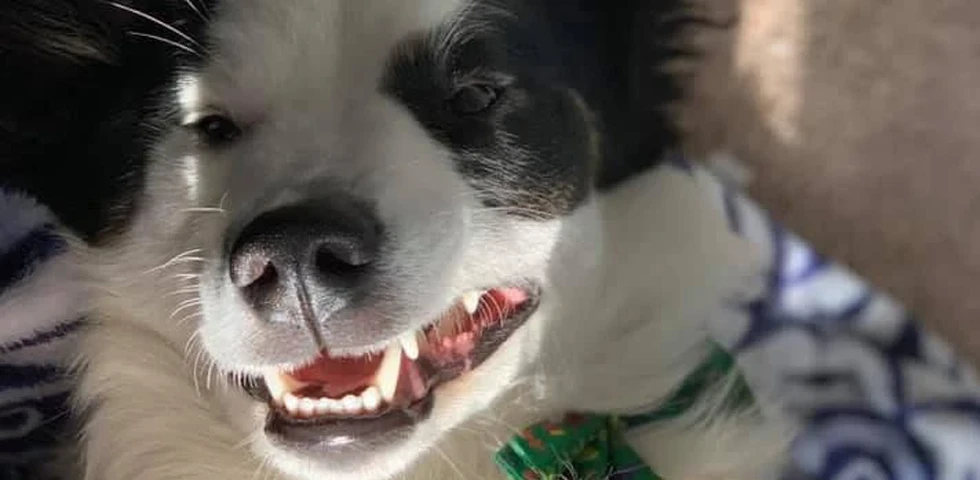 Close-up of a smiling black and white dog with a vibrant collar.