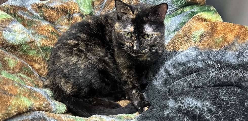 Tortoiseshell cat sitting on a colorful textured blanket.