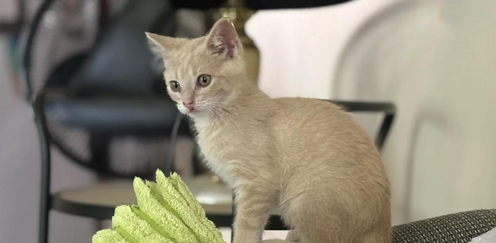 A light tan kitten standing, looking over its shoulder.