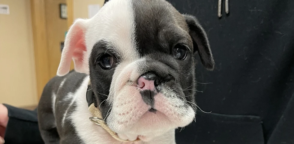 Close-up of a cute black and white bulldog puppy looking at the camera.