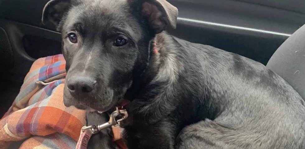 Black puppy with a red collar resting on a plaid blanket in a car.