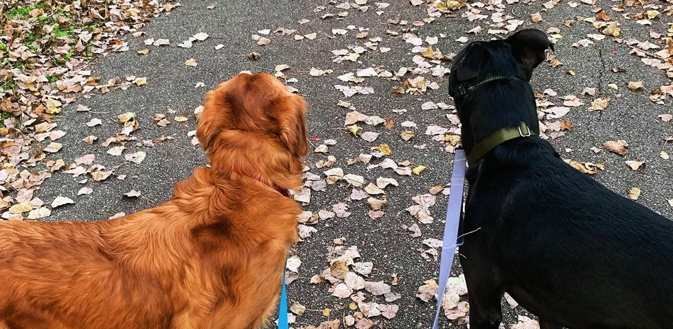 Two dogs, a golden retriever and a black lab, on a leafy path.