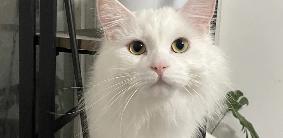 White fluffy cat with yellow eyes looking directly at the camera.
