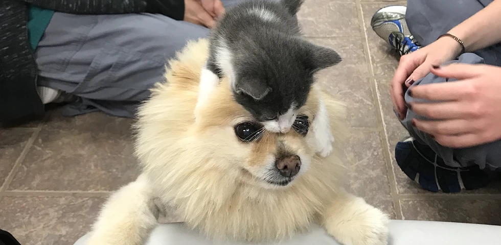 A Pomeranian dog with a kitten resting on its back, surrounded by people.