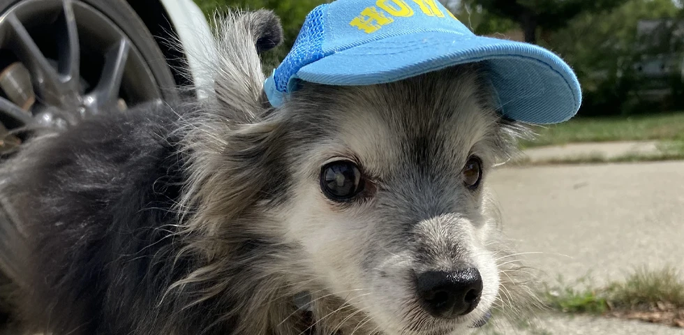 Small grey dog wearing a blue cap with "HOT" written on it, looking at the camera.