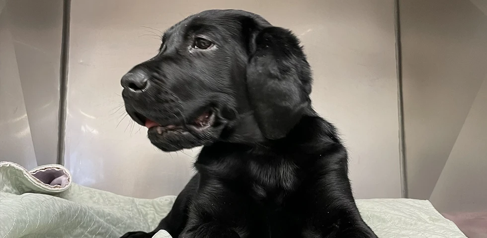 Black Labrador puppy sitting on a blanket, looking to the side.
