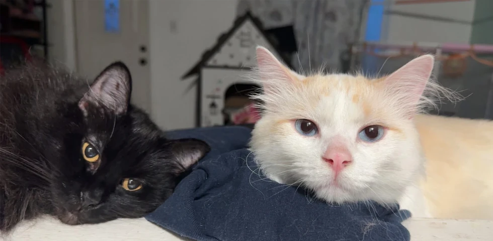 A black cat and a white and orange cat lying down close to each other.
